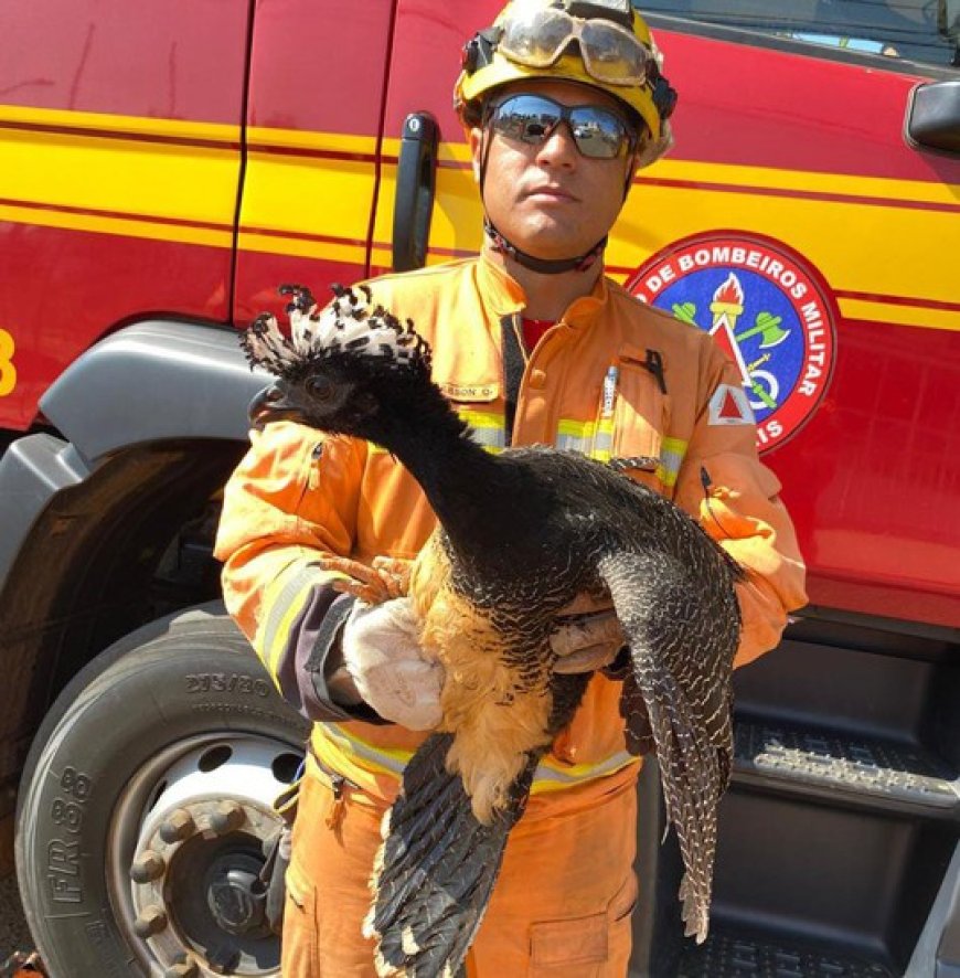 CORPO DE BOMBEIROS DE PATROCÍNIO RESGATA MUTUM DE PENACHO EM ESCOLA DE ARTES