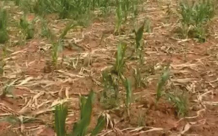 JAVALIS AVANÇAM SOBRE ROÇAS E PRODUTORES NÃO SABEM O QUE FAZER EM PATOS DE MINAS