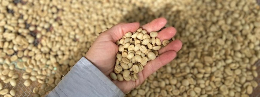 EPAMIG INICIA VENDA DE SEMENTES PARA PLANTIO DE MUDAS DE CAFÉ EM PATROCÍNIO