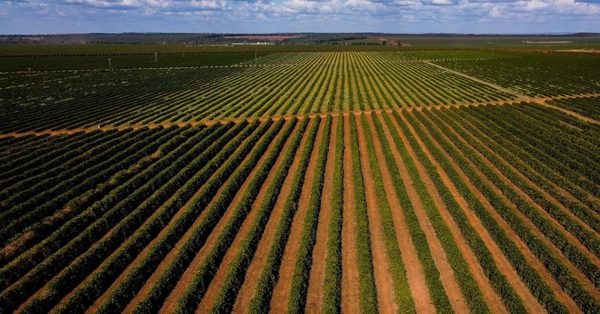 GUIMA CAFÉ APOSTA NO USO DO BIOCHAR PARA AVANÇAR EM SUSTENTABILIDADE