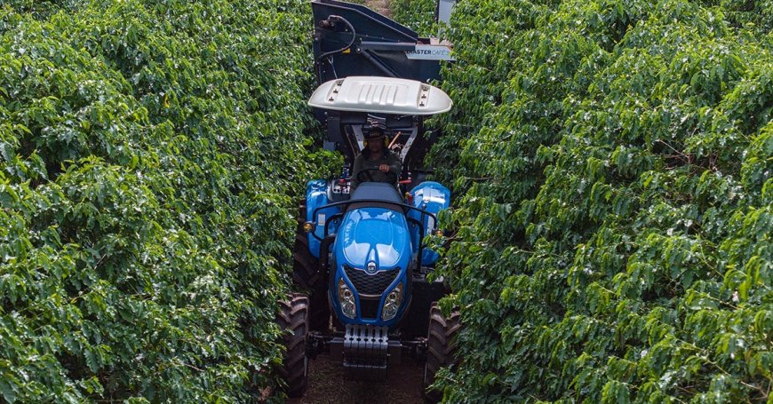 COMEÇA A COLHEITA DA SAFRA DE CAFÉ 2025 EM MINAS GERAIS