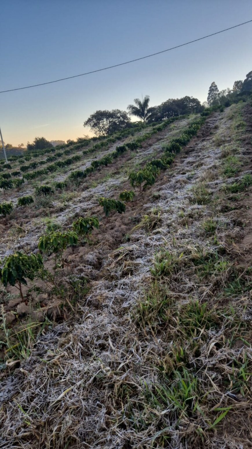 CERRADO MINEIRO FOI ATINGIDO POR GEADA DE CAPOTE, DIZ REUTERS