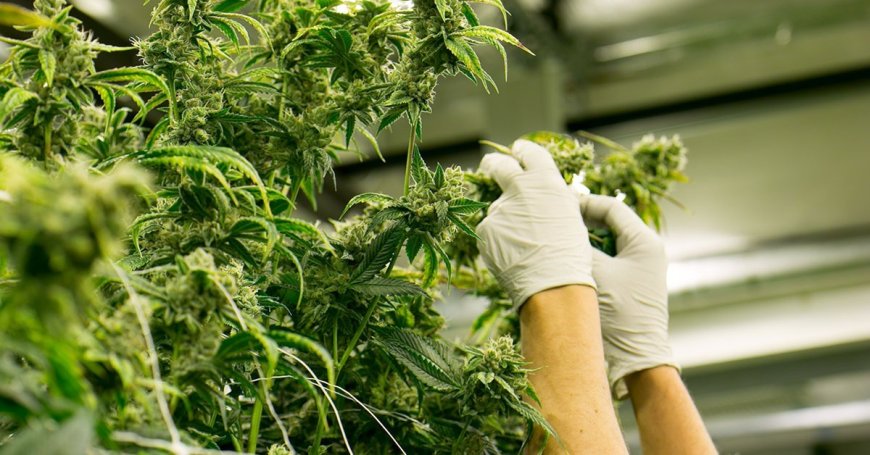 AGRONEGÓCIO: ACORDO PRETENDE IMPULISONAR SETOR DE CANNABIS NO BRASIL