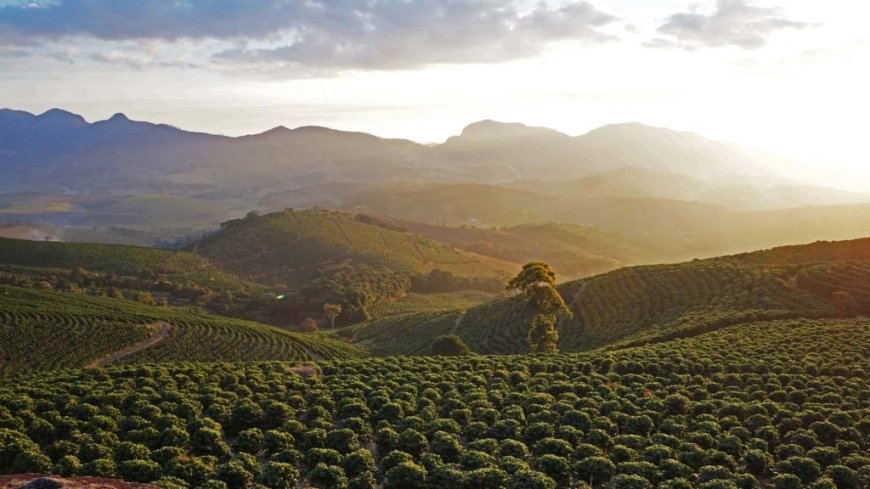NA ALTA DO CAFÉ, COOPERATIVAS COOXUPÉ E EXPOCACER DESPERTAM APETITE DE INVESTIDORES