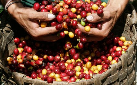 CARMO DO PARANAÍBA: MPMG DENUNCIA 10 MEMBROS DE GRUPO QUE FURTAVA CAFÉ BENEFICIADO DE PROPRIEDADES RURAIS