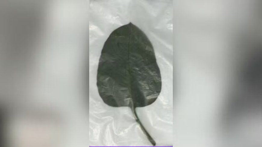 POLÍCIA INVESTIGA SE FAMÍLIA INTERNADA APÓS COMER 'FALSA COUVE' FOI ENVENENADA ACIDENTALMENTE EM PATROCÍNIO/MG
