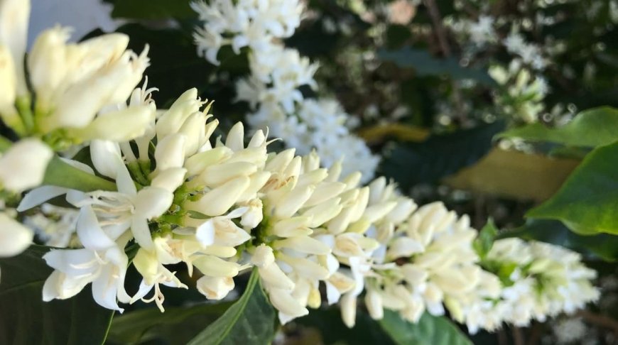 Florada anima cafeicultores, mas clima e manejo definirão safra