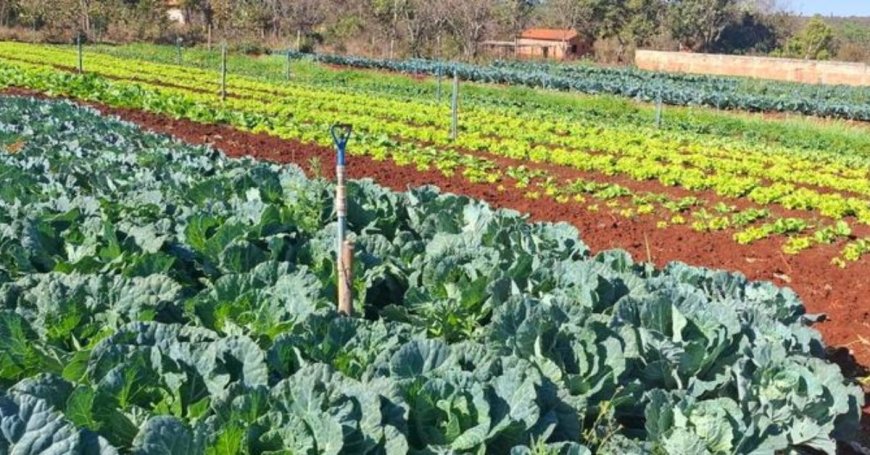 EMATER-MG ENSINA COMO CULTIVAR UMA HORTA DOMÉSTICA PRODUTIVA