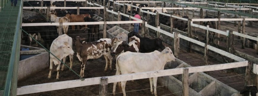 IMA INVESTE EM AÇÕES PARA GARANTIR A SAÚDE, SEGURANÇA E O CONTROLE SANITÁRIO DE MINAS