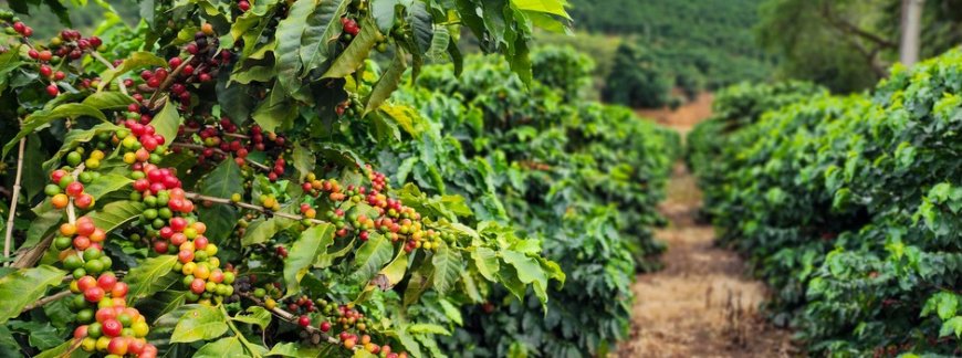 CAFÉ MINEIRO IMPULSIONA PRODUÇÃO NACIONAL E PROJETA MAIOR SAFRA DA HISTÓRIA EM 2026