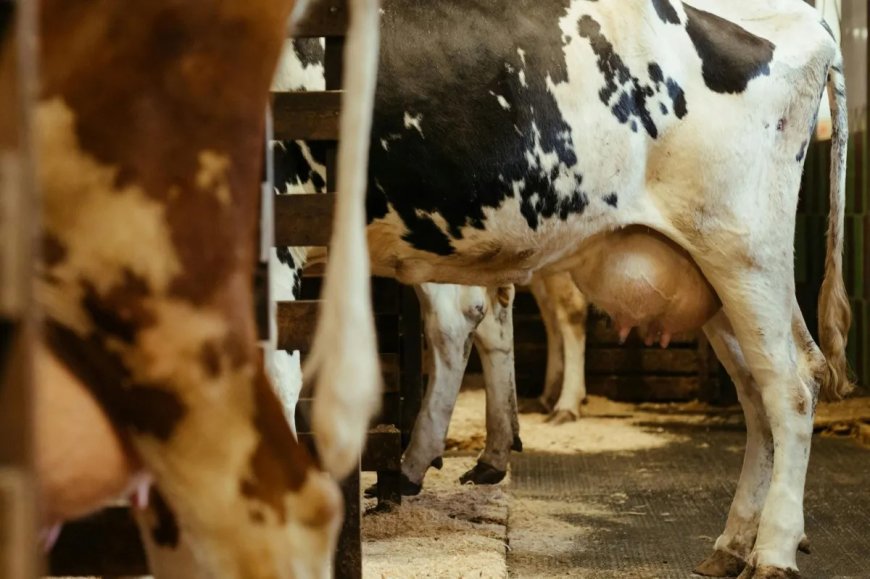 LEILÕES NO TRIÂNGULO MINEIRO TÊM ALTA DE MATRIZES E REFLETEM CRISE DO LEITE 