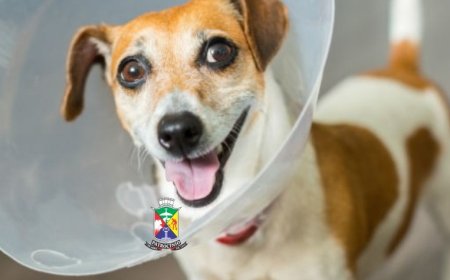MUTIRÃO DE CASTRAÇÃO GRATUITA ATENDE MAIS DE 500 ANIMAIS EM PATROCÍNIO