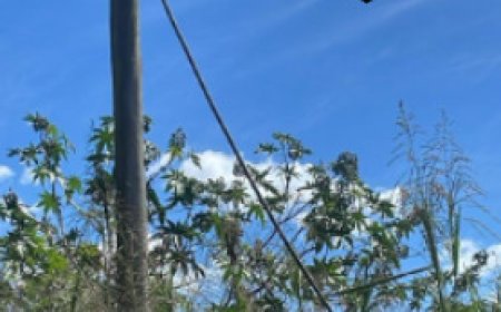 POLÍCIA MILITAR PRENDE AUTOR DE FURTO DE FIOS ELÉTRICOS EM ZONA RURAL DE PATROCÍNIO