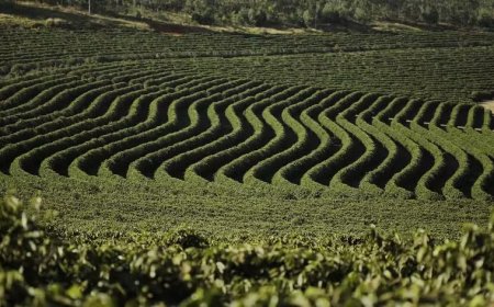 RALLY EM FAZENDAS INCLUI PIT STOP COM CAFÉ E PROSA EM PATROCÍNIO