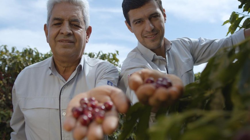 CAFEICULTORES PATROCINENSES LÁZARO RIBEIRO DE OLIVEIRA E SEU FILHO GUSTAVO RIBEIRO CELEBRAM SUCESSO DAS LAVOURAS APÓS A TRANSIÇÃO