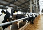 CEMIG TERÁ QUE INDENIZAR PECUARISTA EM QUASE R$ 70 MIL APÓS PREJUÍZOS POR FALTA DE ENERGIA