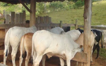 INSTITUTO MINEIRO DE AGROPECUÁRIA INICIA ATUALIZAÇÃO DE REBANHOS NO ESTADO 