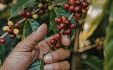 "O OURO VERDE VOLTA A BRILHAR: MINAS GERAIS INICIA A MAIOR COLHEITA DE CAFÉ DA HISTÓRIA"  