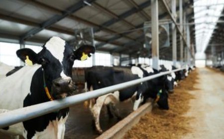 CEMIG TERÁ QUE INDENIZAR PECUARISTA EM QUASE R$ 70 MIL APÓS PREJUÍZOS POR FALTA DE ENERGIA