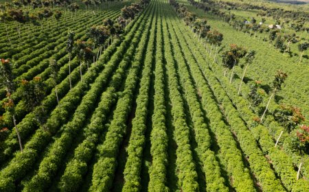 EXPOCACER FORTALECE PRESENÇA INTERNACIONAL COM EMBARQUES DE CAFÉ SUSTENTÁVEL DO CERRADO MINEIRO