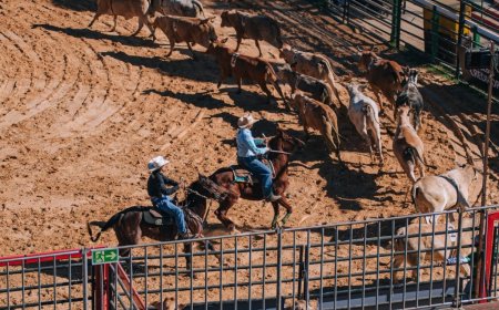 TEAM PENNING MOVIMENTA PARQUE DE EXPOSIÇÕES DURANTE A FEMCAFÉ 2026