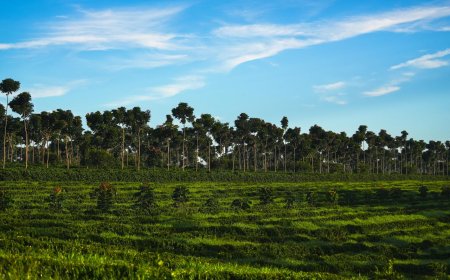 REGIÃO DO CERRADO MINEIRO LANÇA NOVA MARCA NA WORLD OF COFFEE BRUSSELS 2026