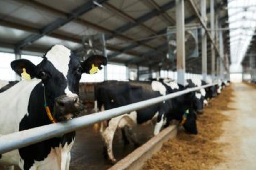 CEMIG TERÁ QUE INDENIZAR PECUARISTA EM QUASE R$ 70 MIL APÓS PREJUÍZOS POR FALTA DE ENERGIA