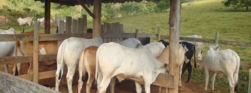 INSTITUTO MINEIRO DE AGROPECUÁRIA INICIA ATUALIZAÇÃO DE REBANHOS NO ESTADO 