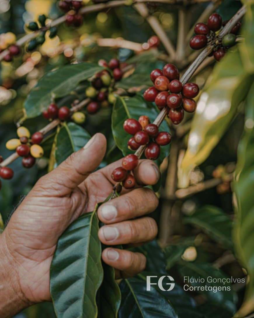 "O OURO VERDE VOLTA A BRILHAR: MINAS GERAIS INICIA A MAIOR COLHEITA DE CAFÉ DA HISTÓRIA"  