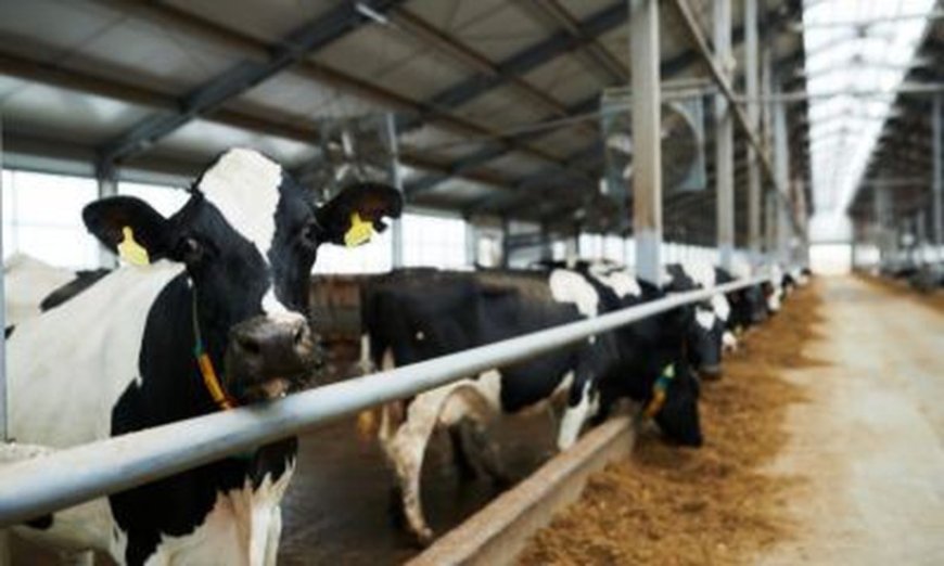 CEMIG TERÁ QUE INDENIZAR PECUARISTA EM QUASE R$ 70 MIL APÓS PREJUÍZOS POR FALTA DE ENERGIA