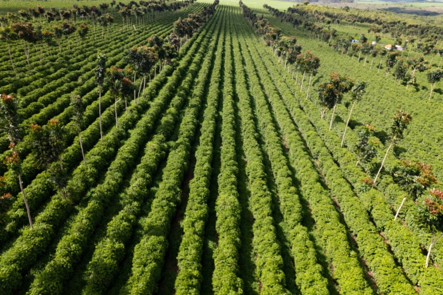 EXPOCACER FORTALECE PRESENÇA INTERNACIONAL COM EMBARQUES DE CAFÉ SUSTENTÁVEL DO CERRADO MINEIRO