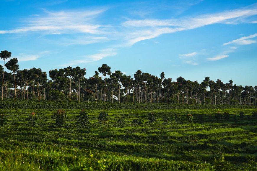 REGIÃO DO CERRADO MINEIRO LANÇA NOVA MARCA NA WORLD OF COFFEE BRUSSELS 2026