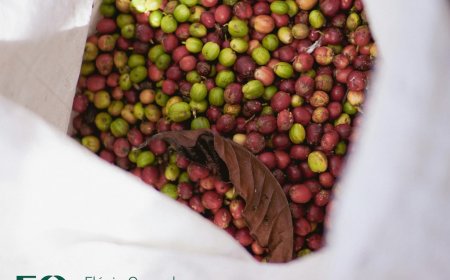 COLHEITA DE CAFÉ AVANÇA NO BRASIL, MAS SEGUE ABAIXO DA MÉDIA HISTÓRICA