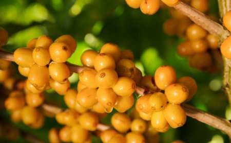 REGIÃO DO CERRADO MINEIRO LEVA CAFÉS DA NOVA SAFRA E EXPERIÊNCIAS SENSORIAIS À WORLD F COFFEE BRUSSELS 2026