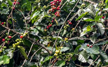 PUXADO POR CARNES, CAFÉ E SOJA, AGRO MINEIRO PRODUZ CERCA DE R$ 168 BILHÕES EM 2025