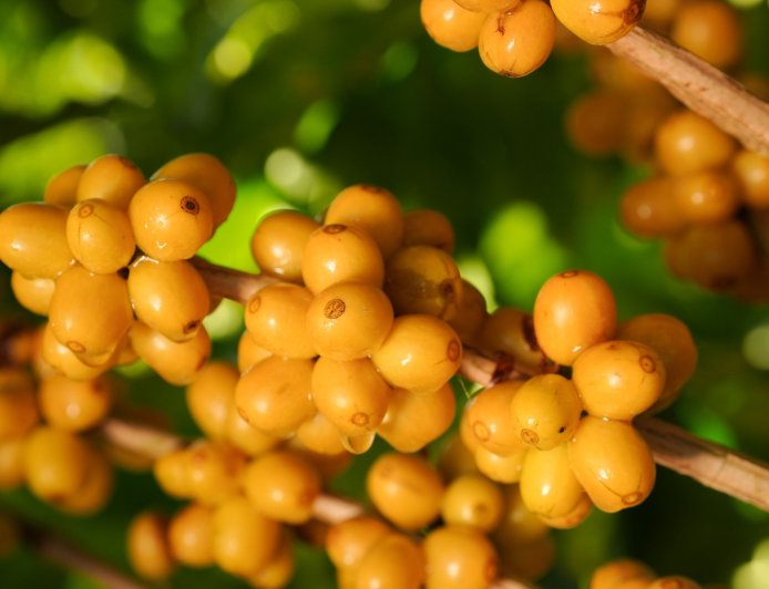 REGIÃO DO CERRADO MINEIRO LEVA CAFÉS DA NOVA SAFRA E EXPERIÊNCIAS SENSORIAIS À WORLD F COFFEE BRUSSELS 2026