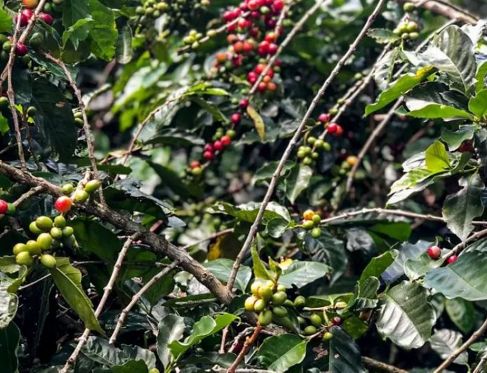 PUXADO POR CARNES, CAFÉ E SOJA, AGRO MINEIRO PRODUZ CERCA DE R$ 168 BILHÕES EM 2025