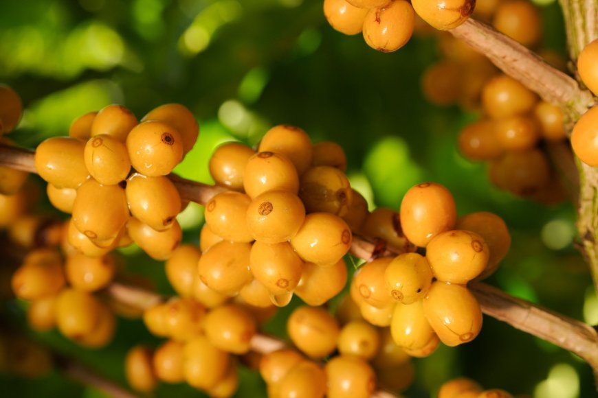 REGIÃO DO CERRADO MINEIRO LEVA CAFÉS DA NOVA SAFRA E EXPERIÊNCIAS SENSORIAIS À WORLD F COFFEE BRUSSELS 2026