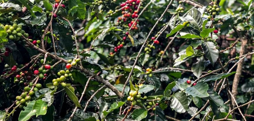 PUXADO POR CARNES, CAFÉ E SOJA, AGRO MINEIRO PRODUZ CERCA DE R$ 168 BILHÕES EM 2025