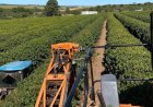 COLHEITA DE CAFÉ ARÁBICA NA ÁREA DE ATUAÇÃO DA EXPOCACER AVANÇA PARA 32% 