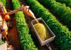 COLHEITA DE CAFÉ ARÁBICA EVOLUI PARA 40% NA ÁREA DE ABRANGÊNCIA DA EXPOCACER