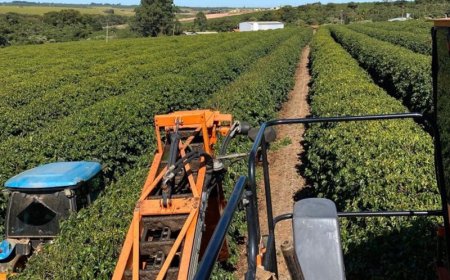 COLHEITA DE CAFÉ ARÁBICA NA ÁREA DE ATUAÇÃO DA EXPOCACER AVANÇA PARA 32% 