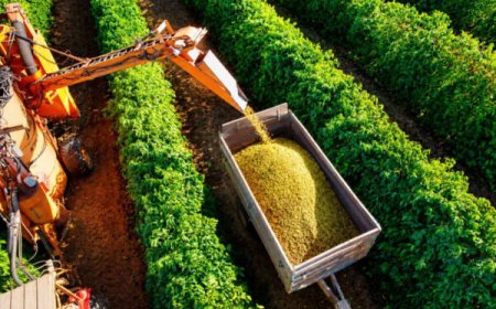 COLHEITA DE CAFÉ ARÁBICA EVOLUI PARA 40% NA ÁREA DE ABRANGÊNCIA DA EXPOCACER