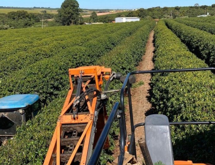 COLHEITA DE CAFÉ ARÁBICA NA ÁREA DE ATUAÇÃO DA EXPOCACER AVANÇA PARA 32% 
