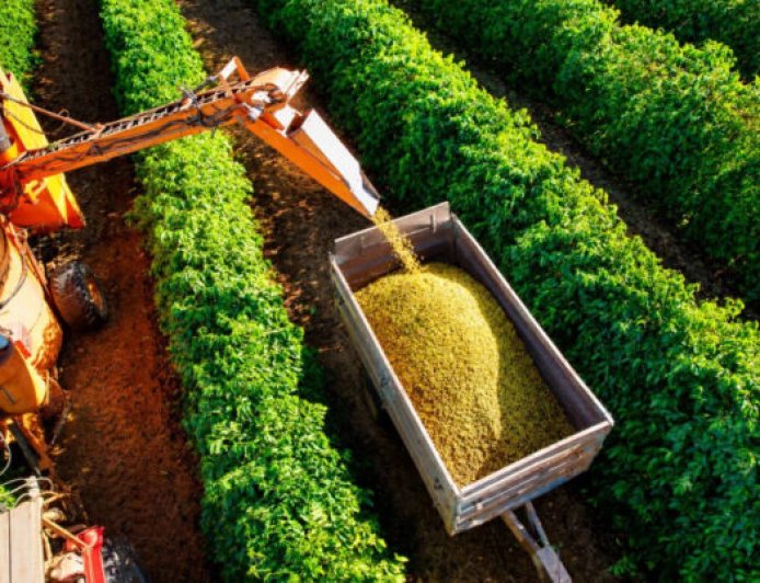 COLHEITA DE CAFÉ ARÁBICA EVOLUI PARA 40% NA ÁREA DE ABRANGÊNCIA DA EXPOCACER