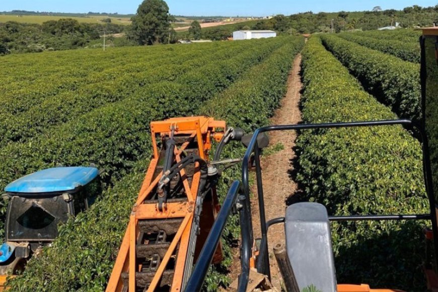 COLHEITA DE CAFÉ ARÁBICA NA ÁREA DE ATUAÇÃO DA EXPOCACER AVANÇA PARA 32% 